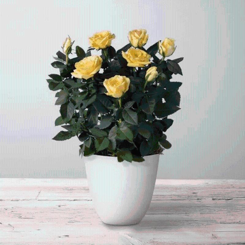 Sunny Rose Plant - Rams florists