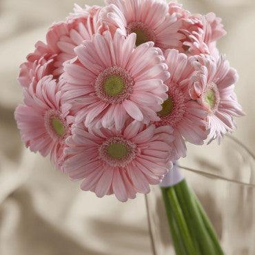 Pink Gerbera Bouquet - Rams florists