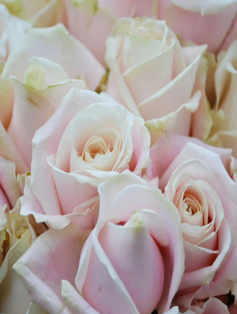 Sweet Avalanche pink Rose Hand tied Bouquet - Rams florists