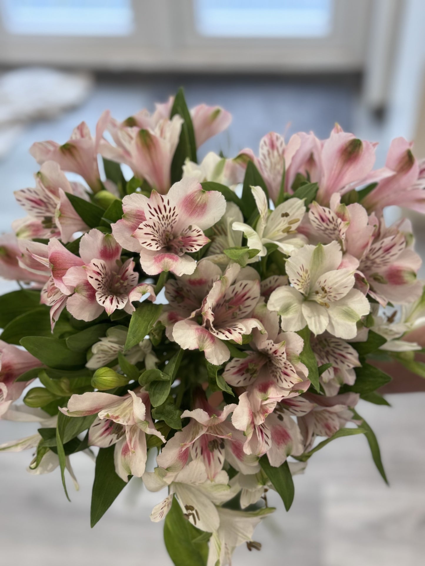 Alstroemeria (Peruvian Lilies)